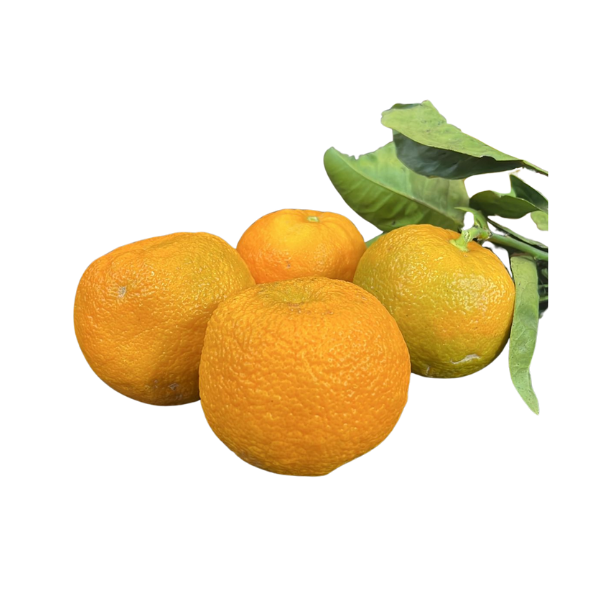 comprar naranja agria, naranja agria fruta